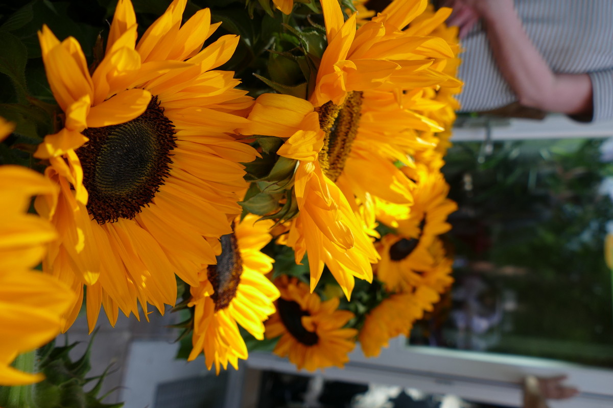 Sonnenblumen