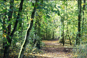 Wald